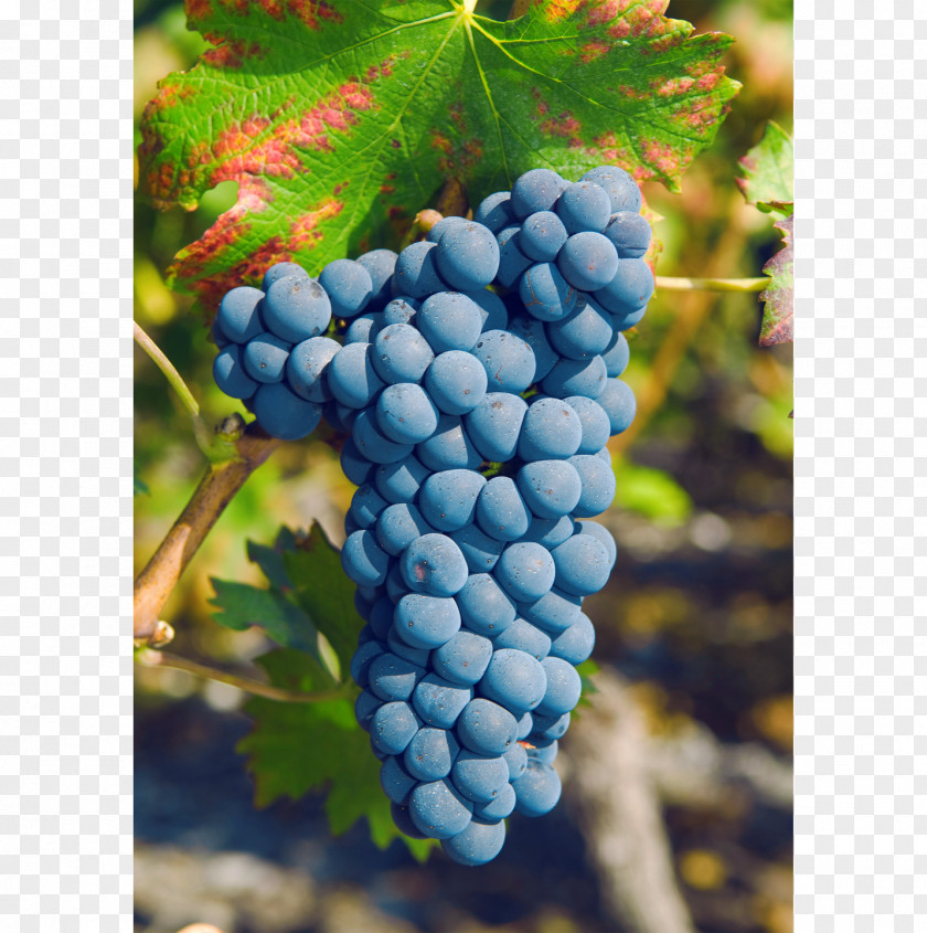 Grape Rouge Du Pays Petite Arvine Canton Of Valais Pinot Noir PNG