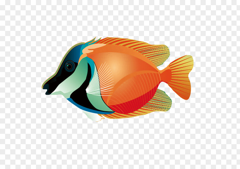 Tropical Fish Photos PNG