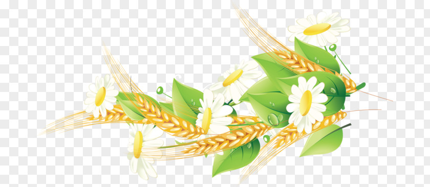 Chamomile Corn On The Cob Cereal Grasses Grain Food PNG