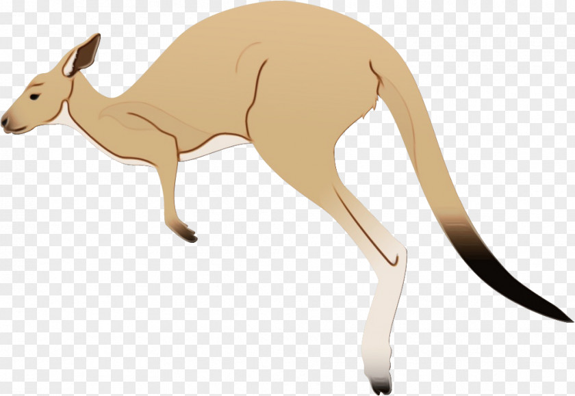 Fawn Wallaby Animal Cartoon PNG