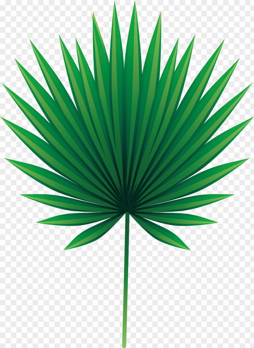 Green Palm Leaves Leaf Arecaceae Asian Palmyra Euclidean Vector PNG