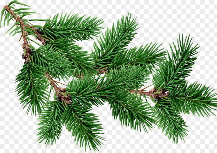 Tree Fir Pine Clip Art PNG