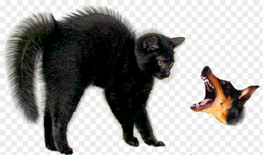 Bird Hair Black Cat Halloween Ragdoll Kitten Panther PNG