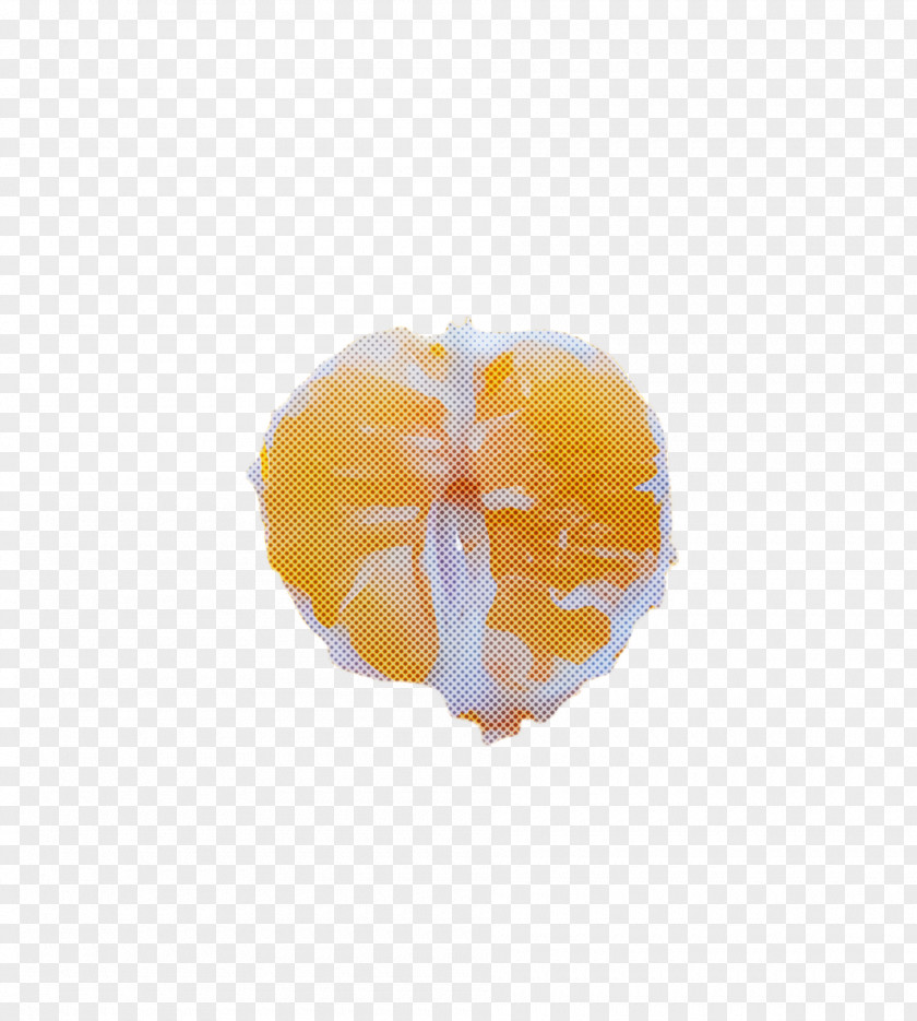 Citrus Plant Orange PNG