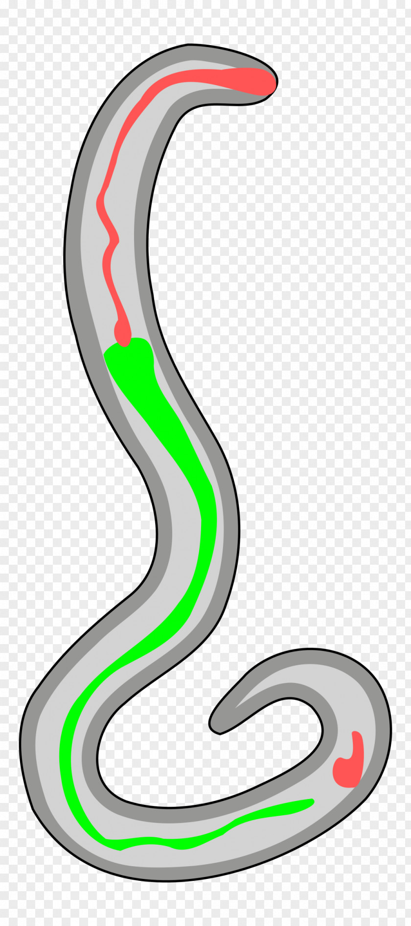 Hookworm Infection Nippostrongylus Brasiliensis Clip Art PNG