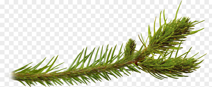 Pine Spruce Larch Plant Clip Art PNG