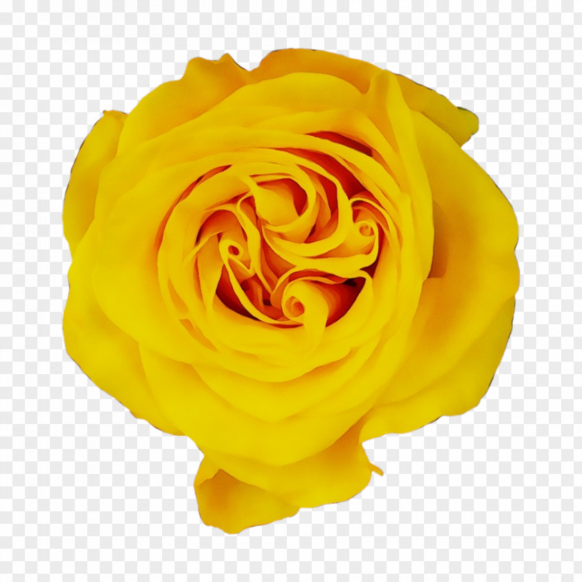 Plant Cut Flowers Garden Roses PNG