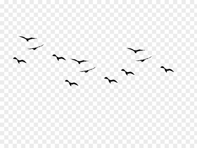 Square Black Bird Flight Flock Clip Art PNG