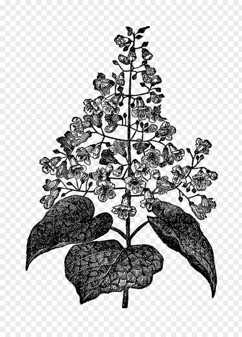 Tree Black And White Botany Botanical Illustration PNG