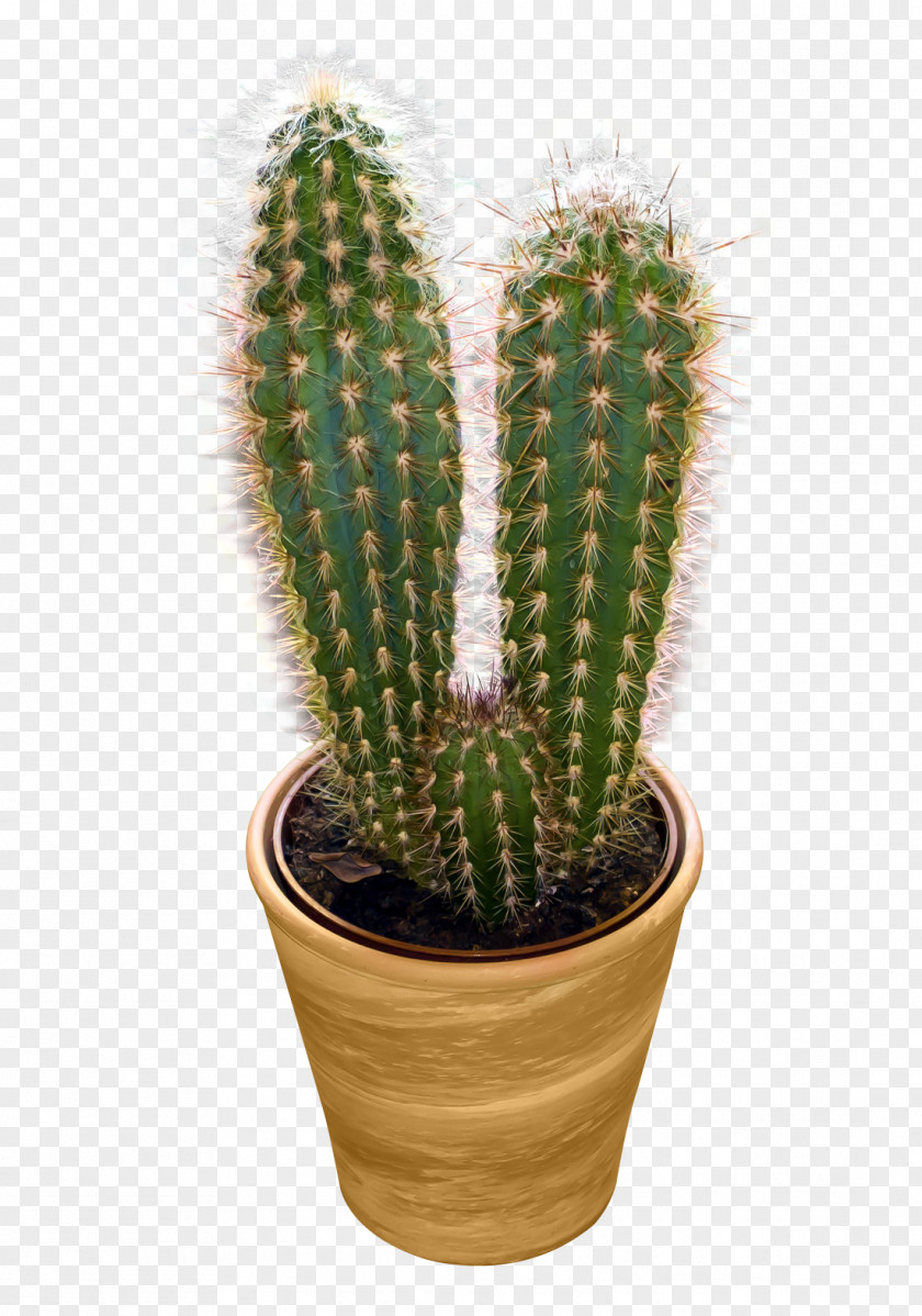 Cactus Cactaceae Flowering Plant Prickly Pear PNG