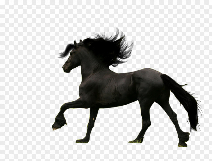 Dark Horse Friesian Thoroughbred Android Breed PNG