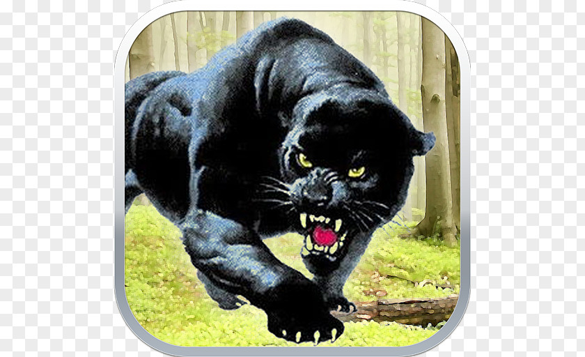 Black Panther Middle School Student PNG