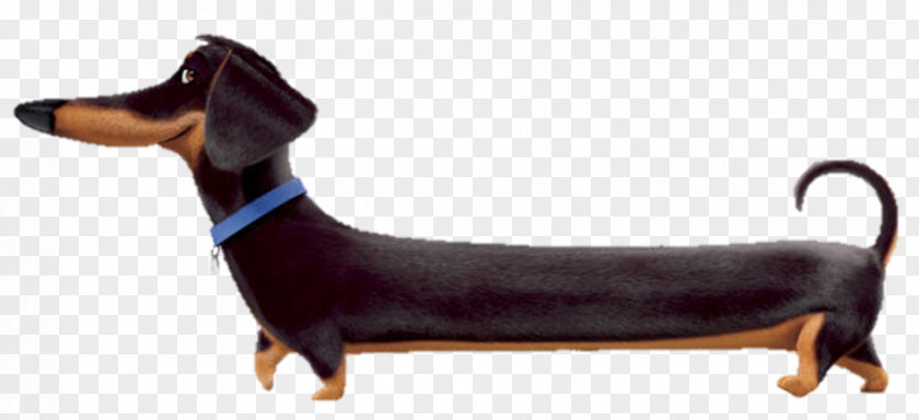 Cat Dachshund Bichon Frise Dog Breed Pet PNG