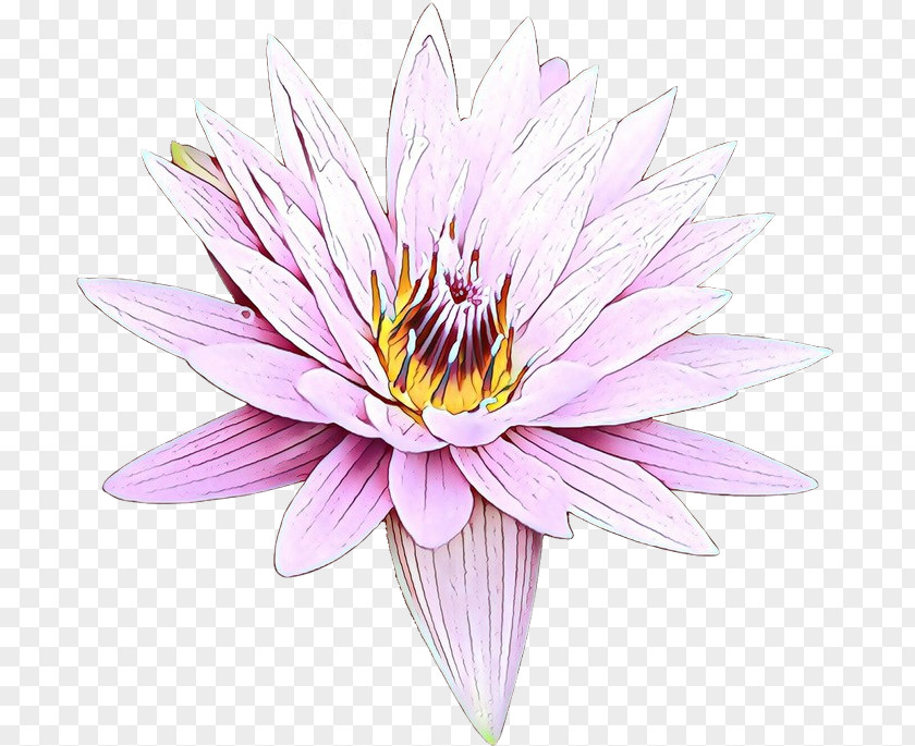 Chrysanthemum Cut Flowers Dahlia Purple Plants PNG