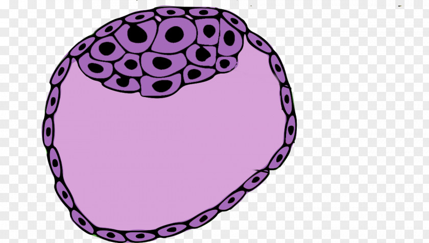 Embryo Inner Cell Mass Blastocyst Trophoblast Stem PNG