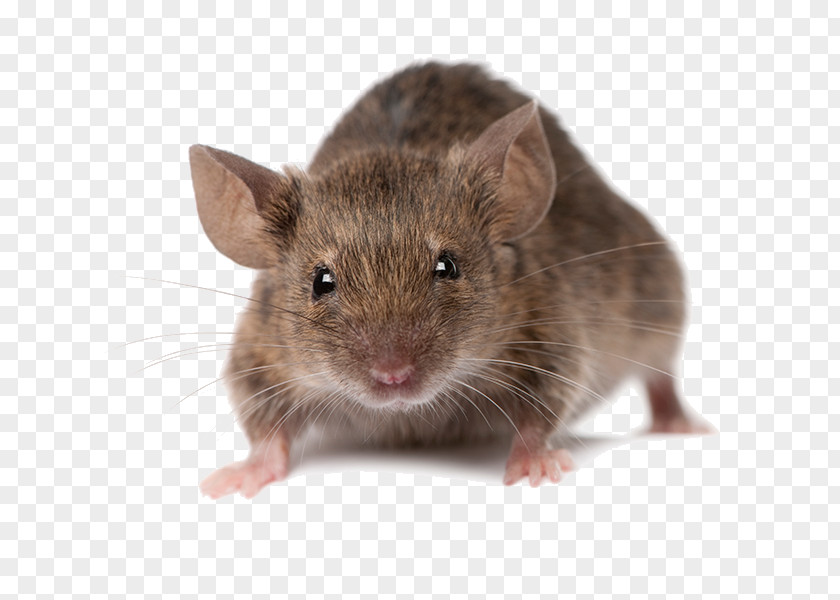 Mouse Rodent Brown Rat Rats And Mice Pest Control PNG