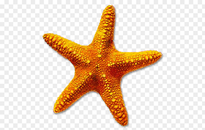 Nature Sea Animals Star Starfish Desktop Wallpaper Clip Art PNG