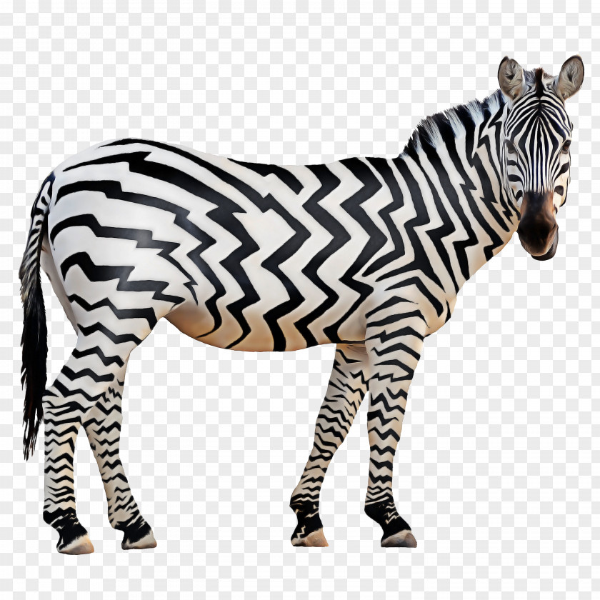 Snout Wildlife Zebra Cartoon PNG