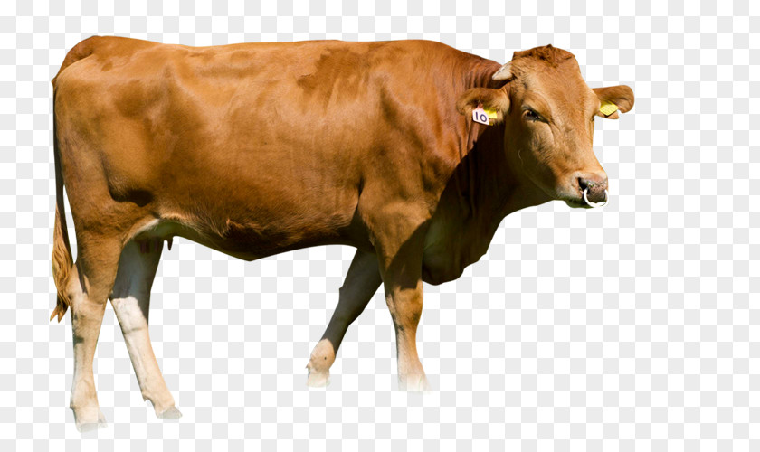 Cow Farm Dairy Cattle Calf Ox PNG