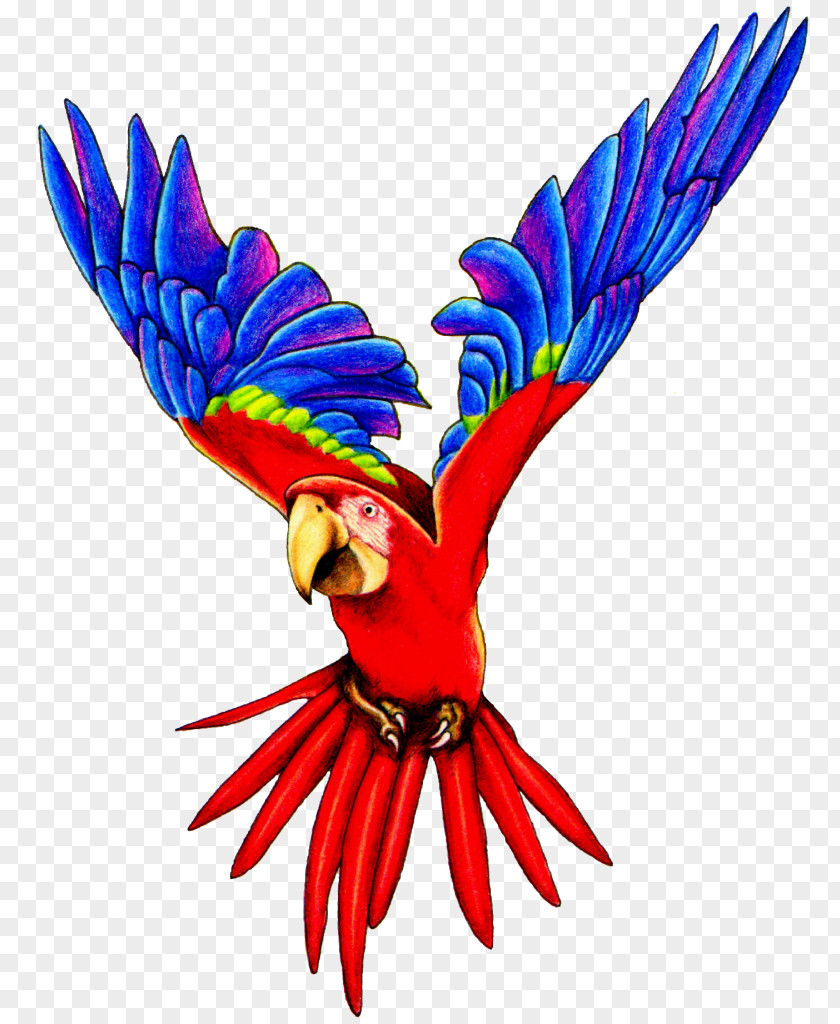 Flying Parrot Pic Amazon Bird Macaw Clip Art PNG