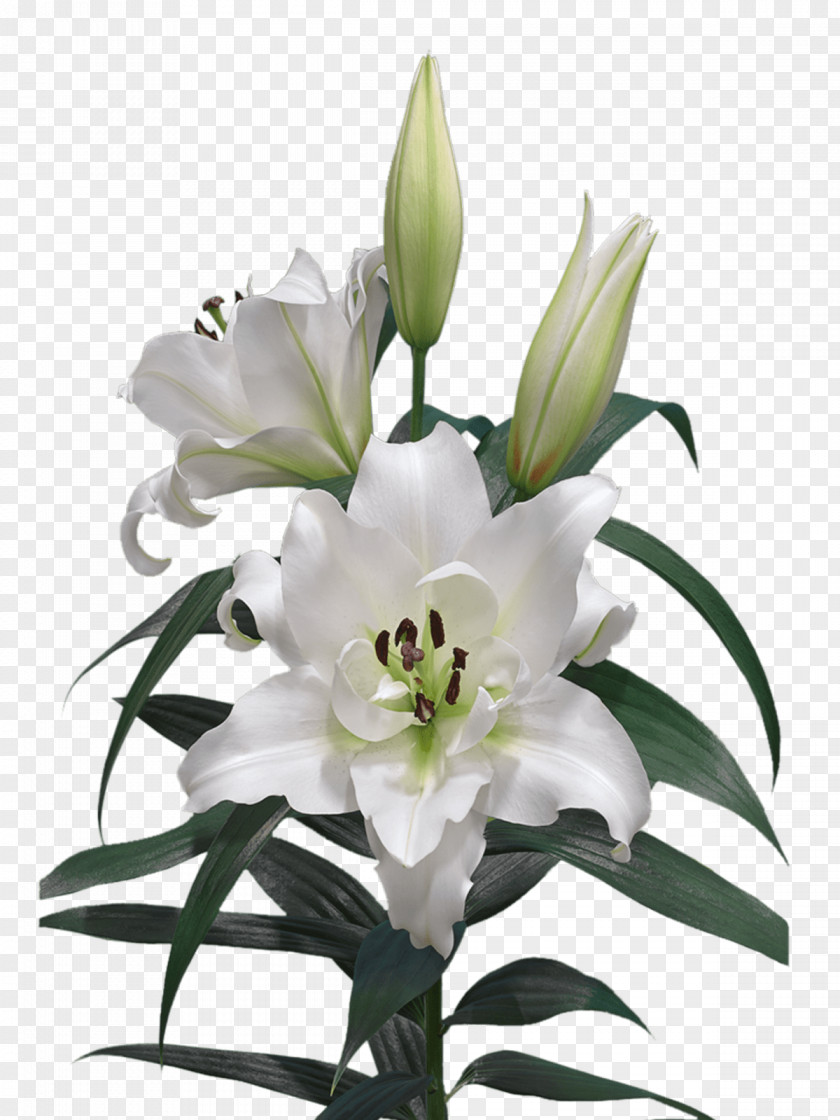 Lily Lilium Cut Flowers Oriental Hybrids Liliaceae PNG