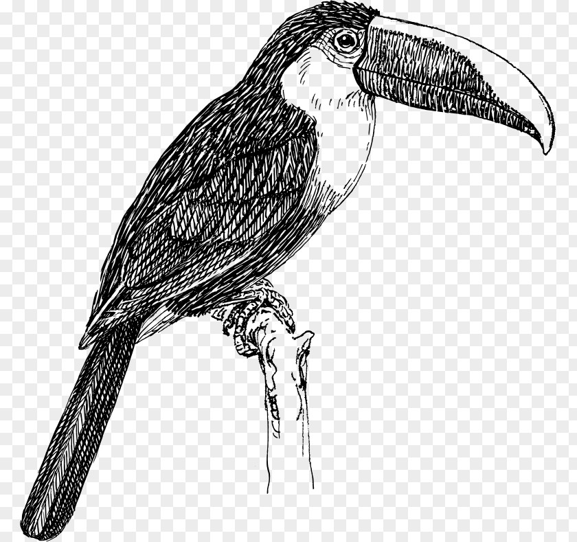 Toucan White-throated Line Art Clip PNG