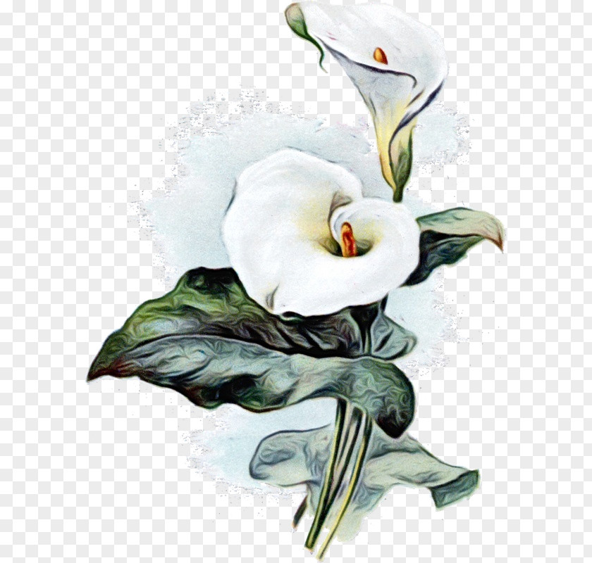 Arum-lily Bog Arum Botanical Illustration Drawing PNG