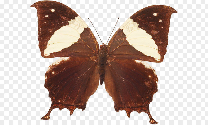 Butterfly Brush-footed Butterflies Moths Insect PNG