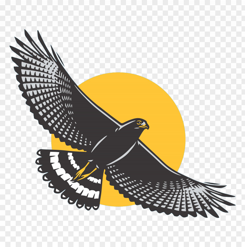 Condor Wing Bird Cartoon PNG