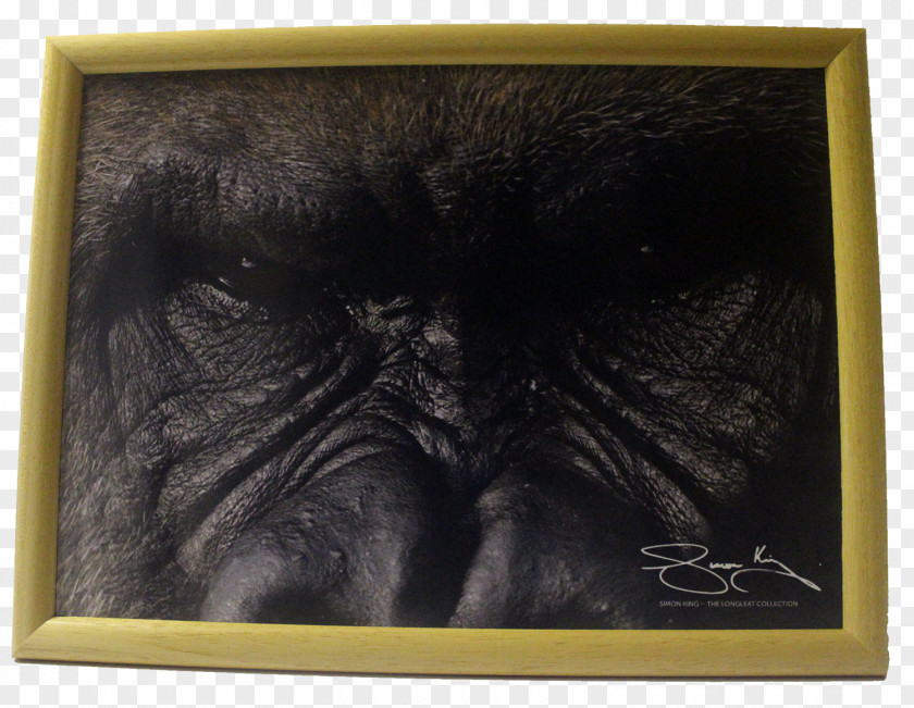 Gorilla Chimpanzee Picture Frames Snout PNG