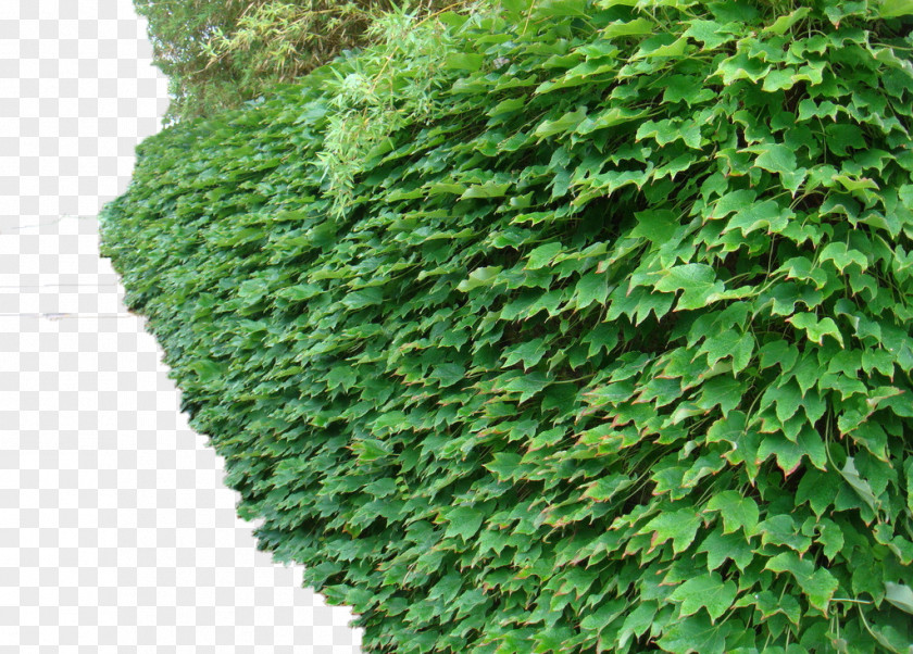 Green Wall Tiger Parthenocissus Tricuspidata Dicotyledon Common Ivy Vine Plant PNG