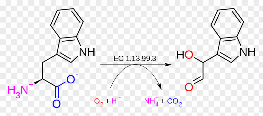 Molecular Chain Deductible Tryptophan 2,3-dioxygenase 2'-dioxygenase Hydroxylase PNG