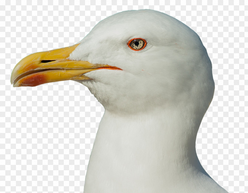 T-shirt European Herring Gull Gulls Great Black-backed Hoodie PNG