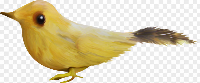 Yellow Bird Beak Download Clip Art PNG