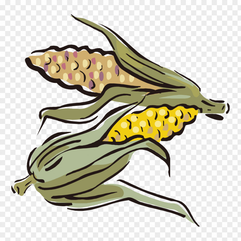 Corn Maize Illustration PNG