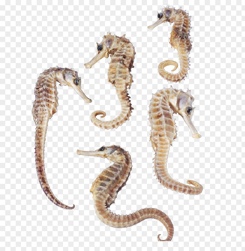 Cute Little Hippocampal Dwarf Seahorse Syngnathidae Flat-faced Great Spiny PNG
