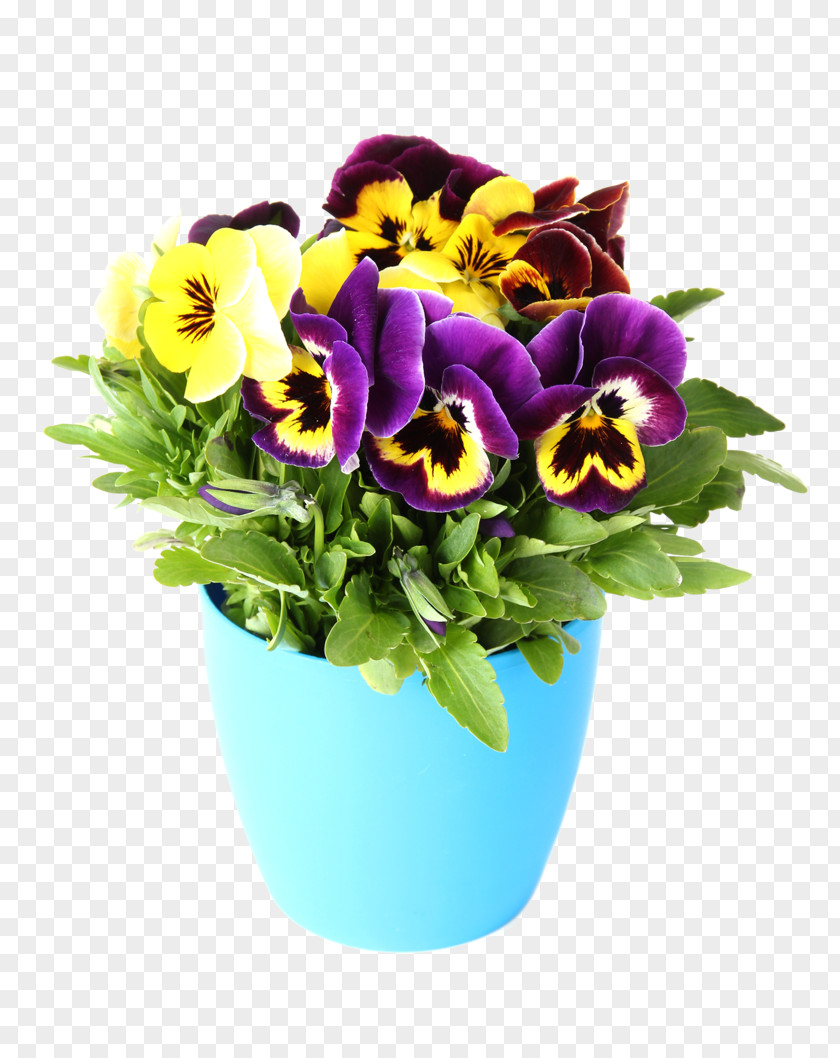 Flower Pansy Photography Color Yellow PNG