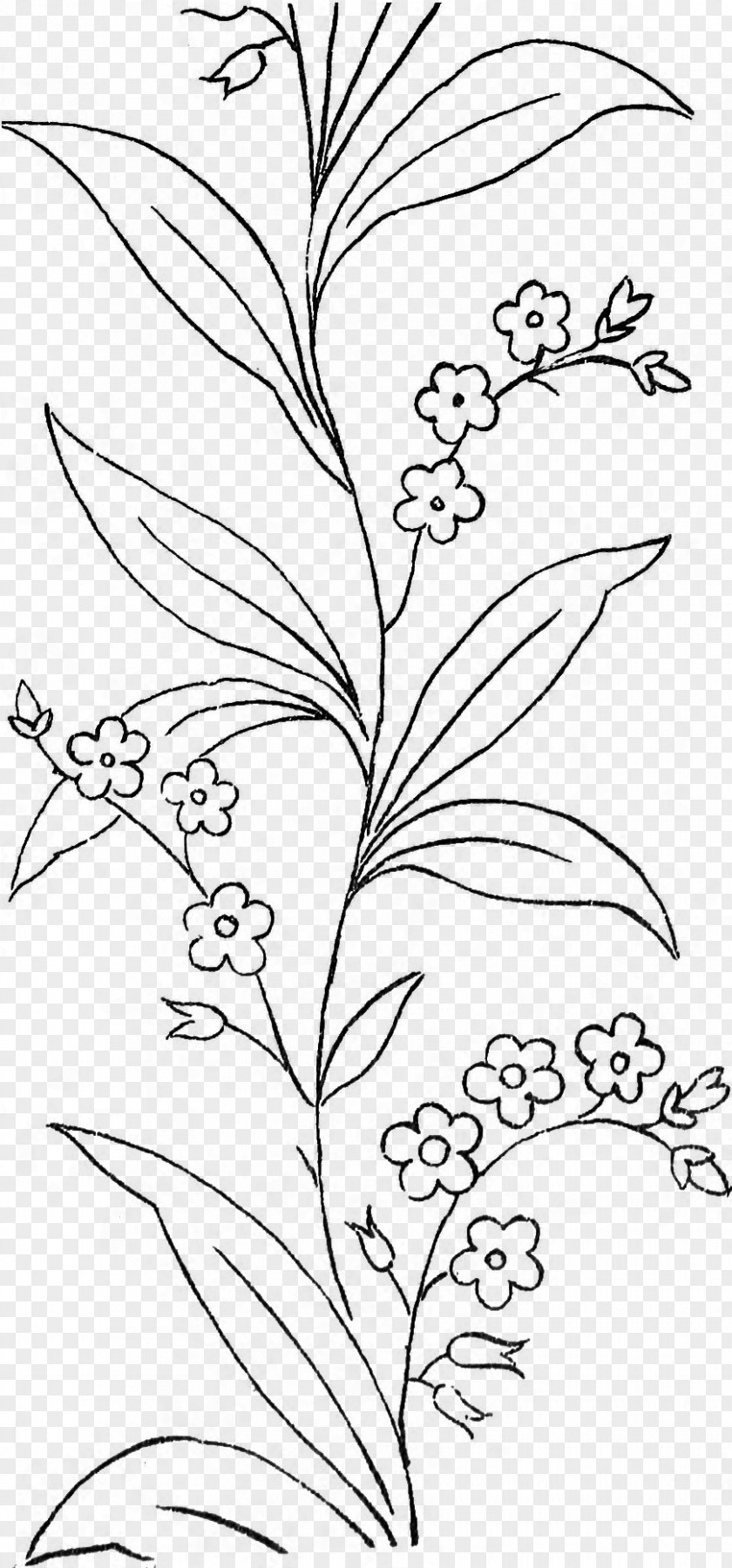 Forget Me Not Black And White Leaf Line Art Drawing Coloring Book PNG