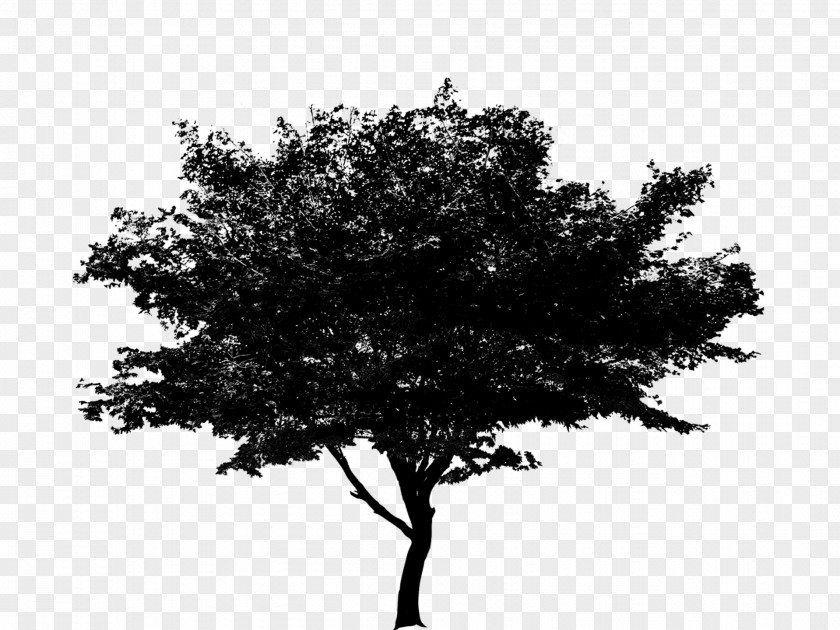 Plane Blackandwhite Autumn Tree Silhouette PNG