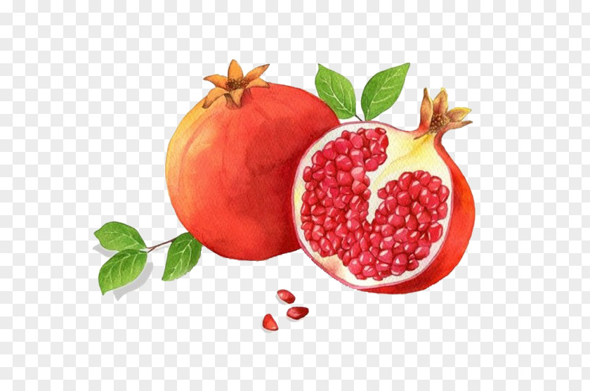 Red Pomegranate Granada Adobe Illustrator PNG