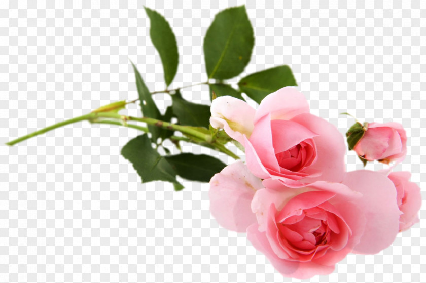 Roses Rose Photography Pink White PNG