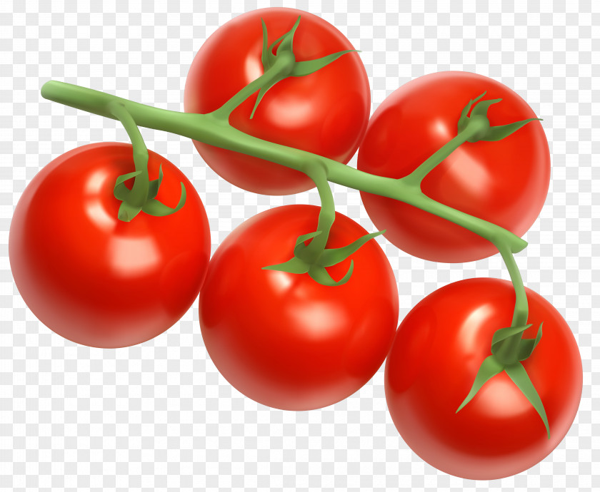 Tomatoes Vector Clipart Image Cherry Tomato Vegetable Icon PNG