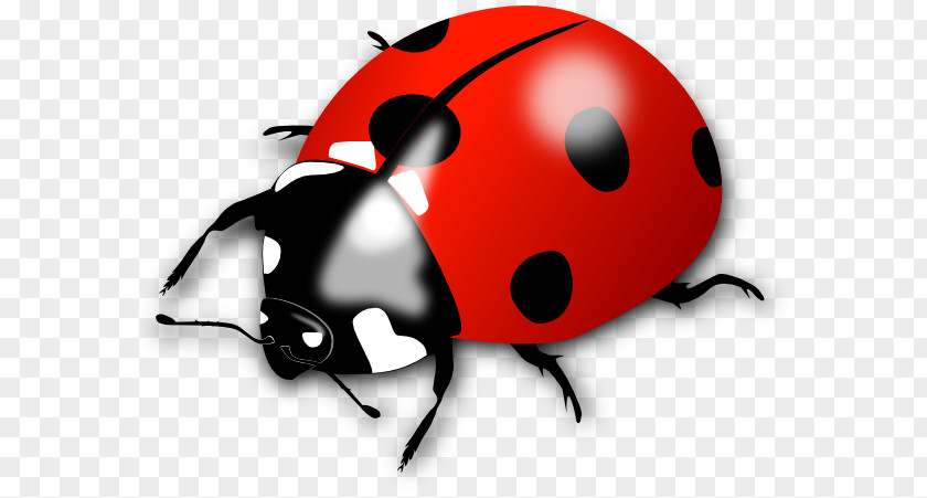 Beetle Ladybird Clip Art Openclipart PNG