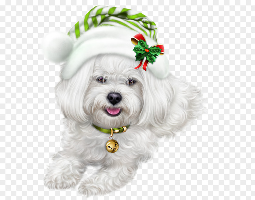 Puppy Lhasa Apso Symbol Clip Art PNG