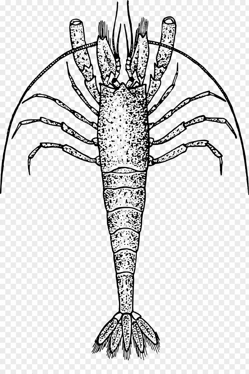 Shrimps Prawn Cocktail Shrimp Drawing Clip Art PNG