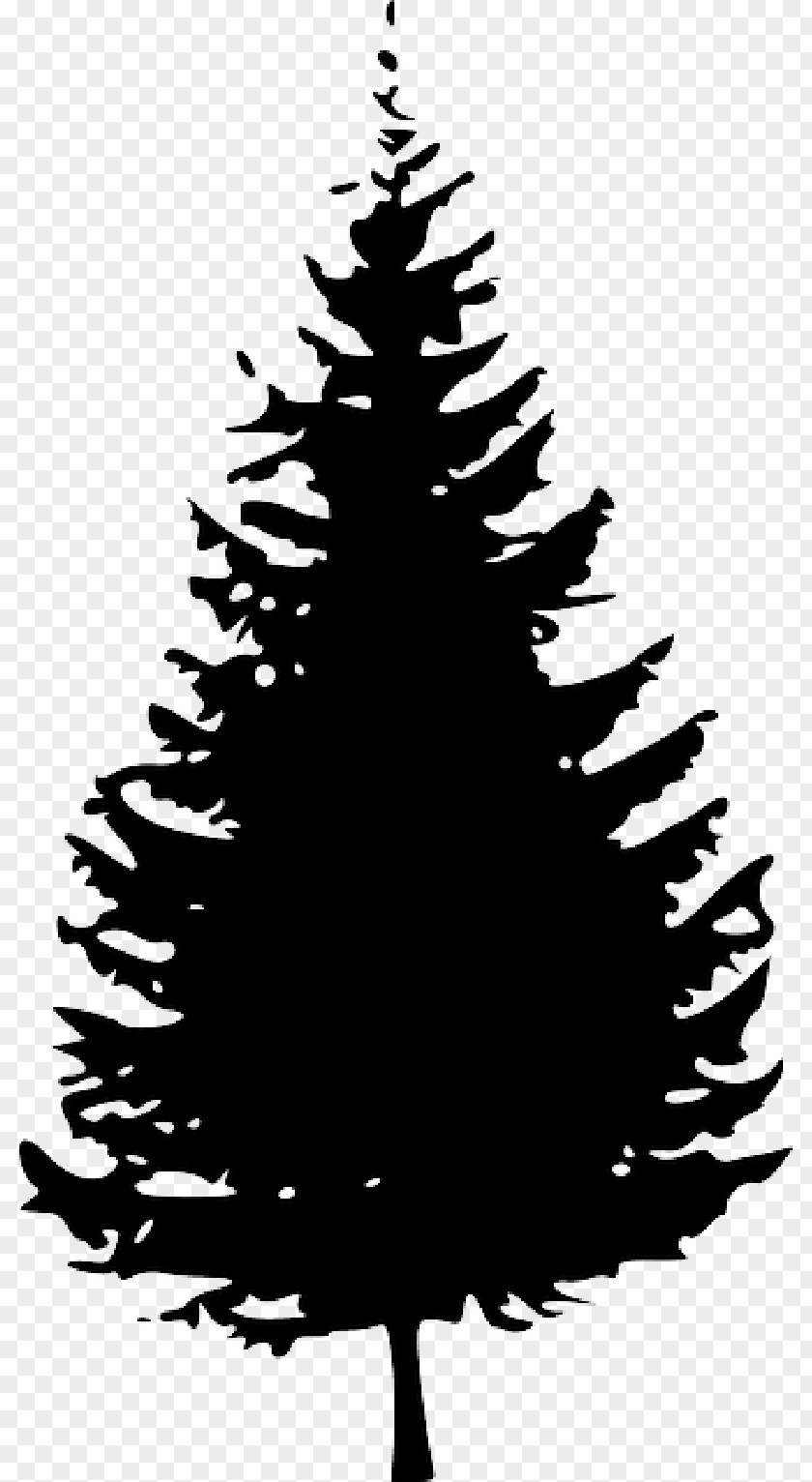 Tree Clip Art Pine Fir Vector Graphics PNG