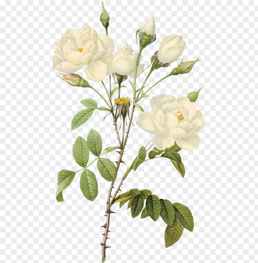 White Roses Paper Printmaking Rose Printing Botanical Illustration PNG
