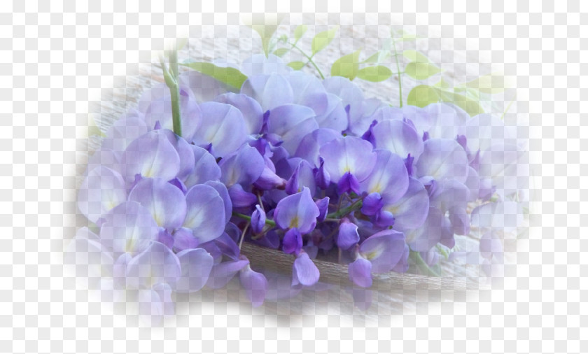 Flower Wisteria Sinensis Violet Seed Lavender PNG