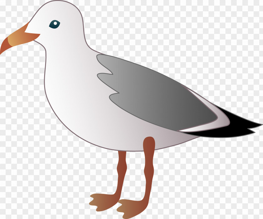 Funny Seagulls Cliparts Gulls Bird Clip Art PNG