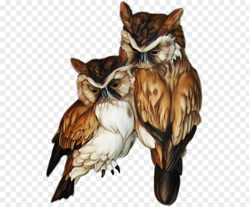 Owl Bird Animal Symbol PNG